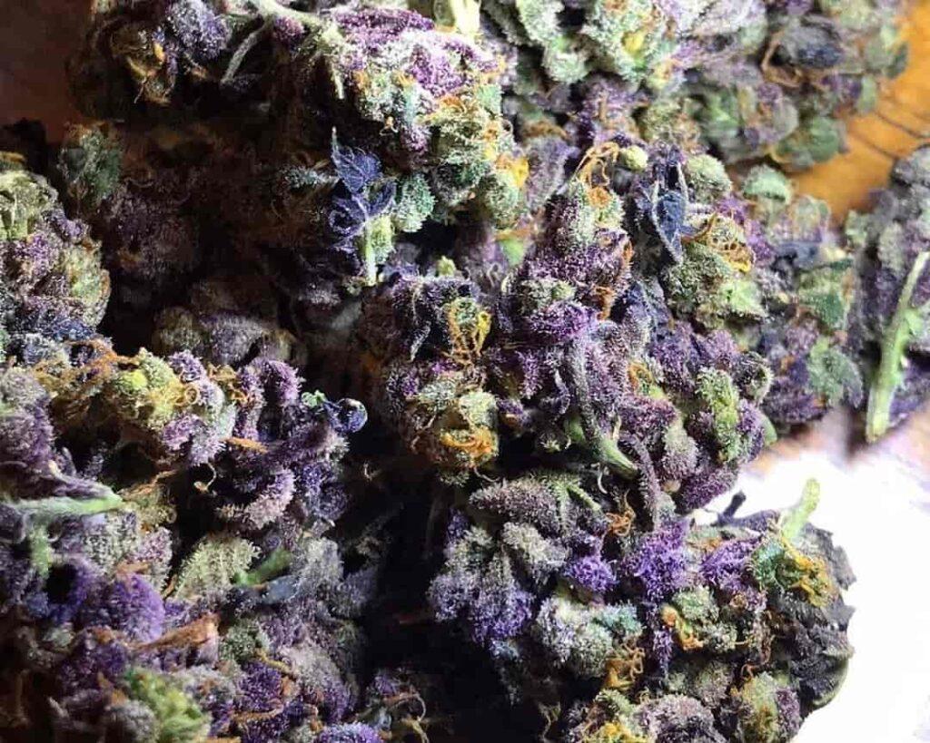 Granddaddy Purple Weed