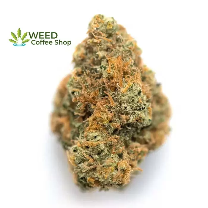 Wedding Gelato