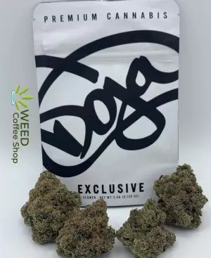 Doja Exclusive Karmas Headstash