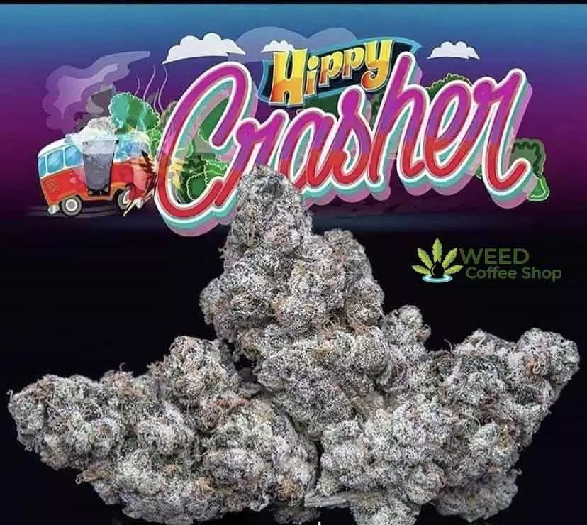 Hippy Crasher Jungleboys