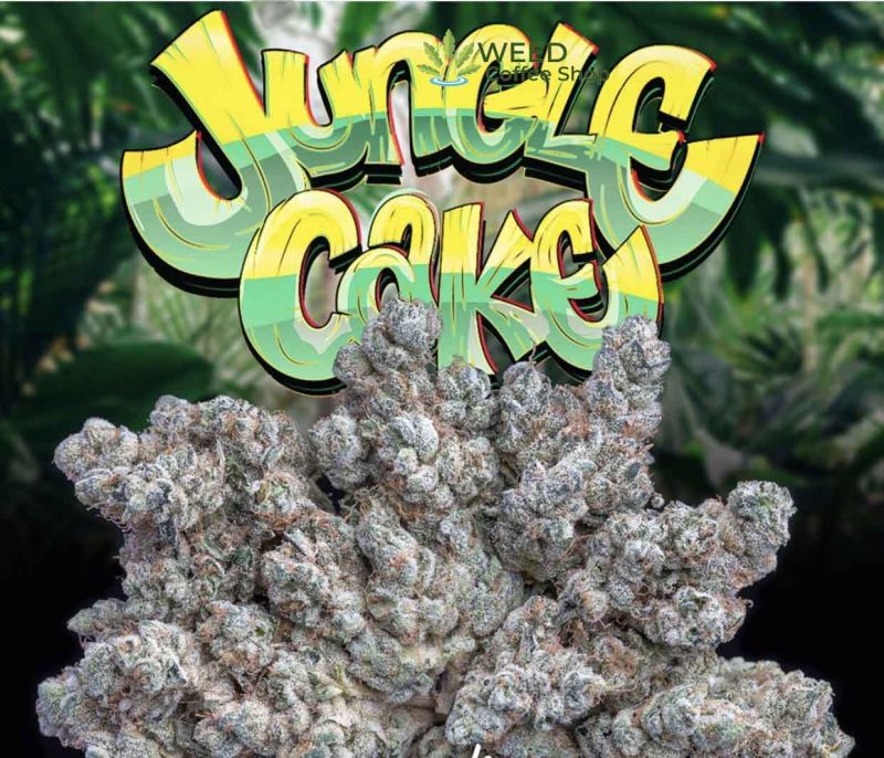 Jungle Cake Jungleboys