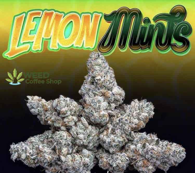 Lemon Mints Jungleboys