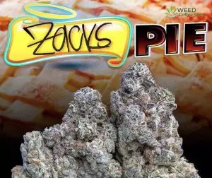 Zacks pie Jungleboys